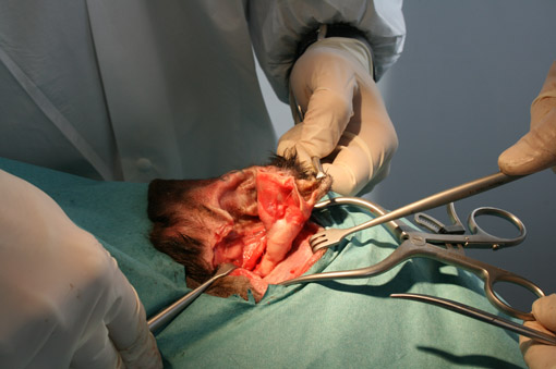 Chirurgie de la sphère ORL