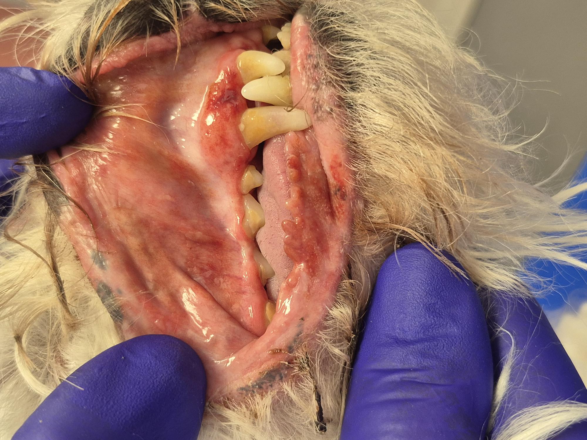 Formation DENT001 : Dentisterie canine et f&eacute;line en pratique g&eacute;n&eacute;rale : examen, diagnostic et prise de d&eacute;cision