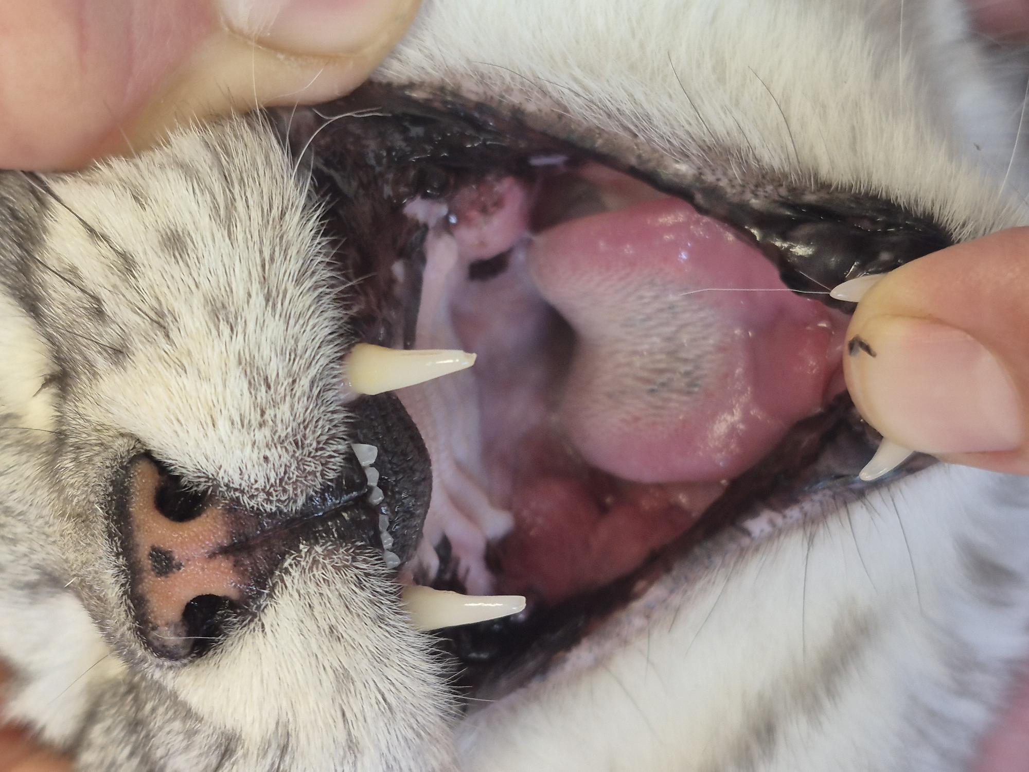Formation DENT001 : Dentisterie canine et f&eacute;line en pratique g&eacute;n&eacute;rale : examen, diagnostic et prise de d&eacute;cision