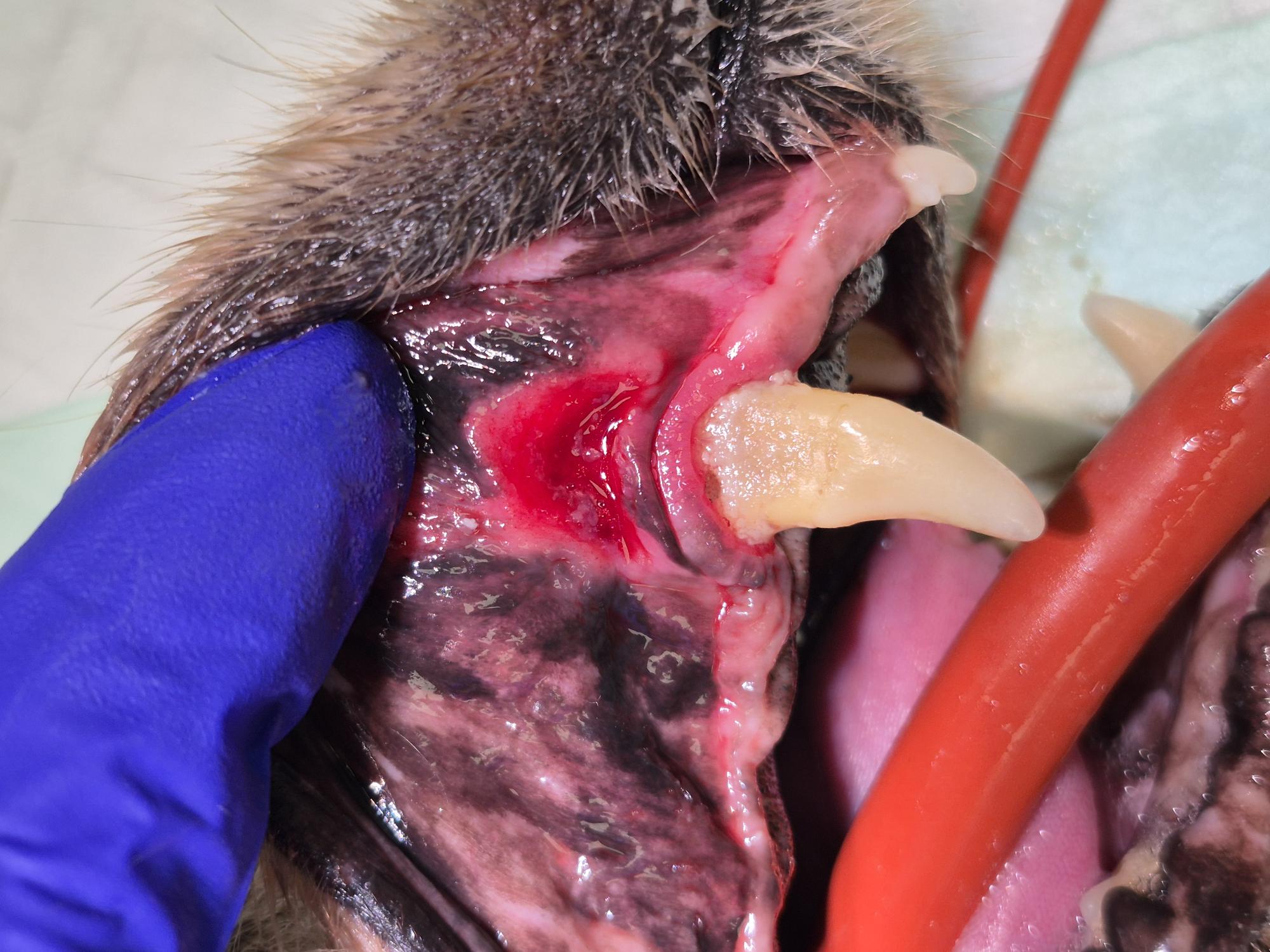 Formation DENT001 : Dentisterie canine et f&eacute;line en pratique g&eacute;n&eacute;rale : examen, diagnostic et prise de d&eacute;cision