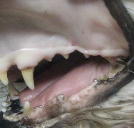 Formation MED001AB-L : Approche des affections immunologiques et hématologiques chez le chien et le chat au travers de cas cliniques NIVEAU 1 et 2