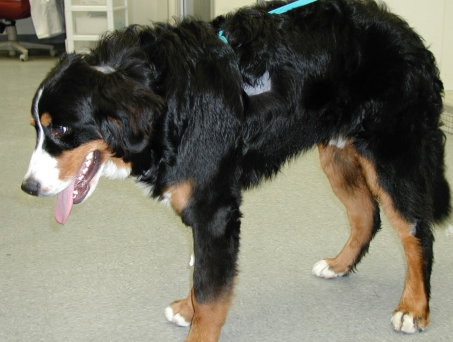 Formation MED001AB-L : Approche des affections immunologiques et hématologiques chez le chien et le chat au travers de cas cliniques NIVEAU 1 et 2