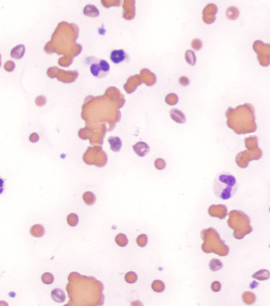 Formation MED001AB-L : Approche des affections immunologiques et hématologiques chez le chien et le chat au travers de cas cliniques NIVEAU 1 et 2