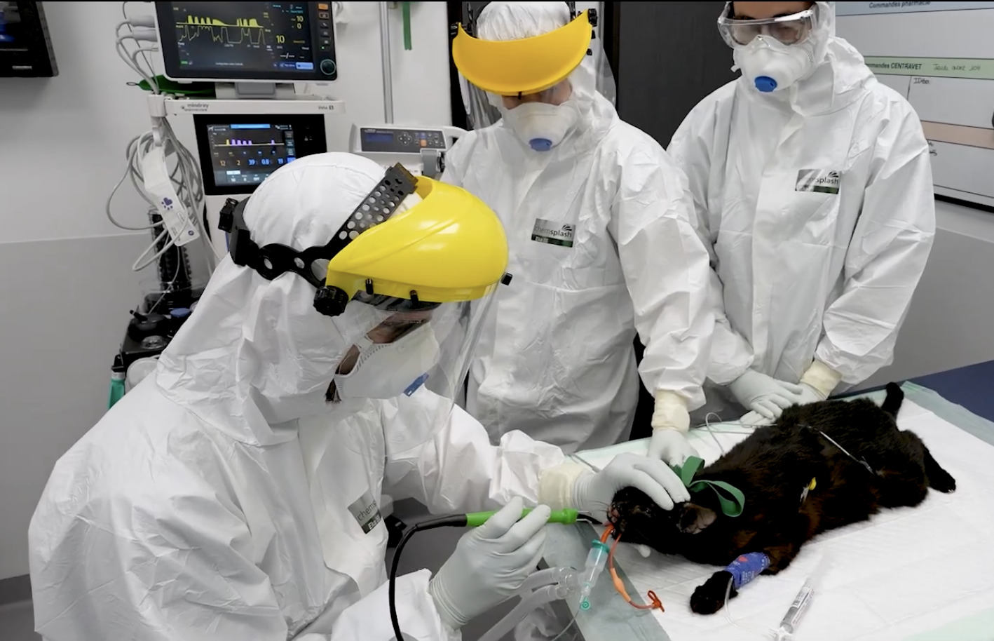 Formation ONCO1 : Oncologie pratique en m&eacute;decine g&eacute;n&eacute;rale : diagnostiquer, d&eacute;cider et accompagner en clinique canine et f&eacute;line