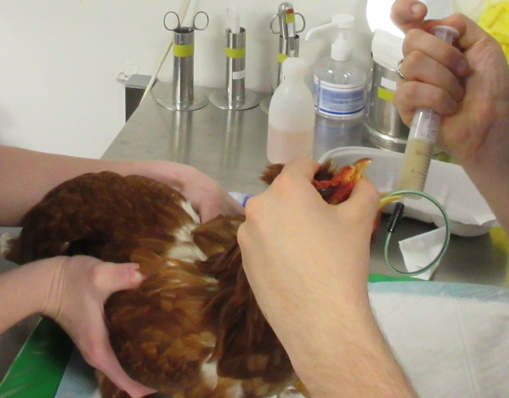 Formation NAC006B : Médecine et chirurgie de la poule domestique : zootechnie, consultation, principales pathologies et chirurgies usuelles