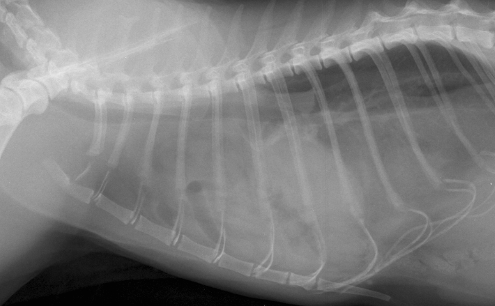 Formation CHIR8 : Chirurgies tissus mous en urgence : Torsion gastrique/ Hernie diaphragmatique /Splénectomie
