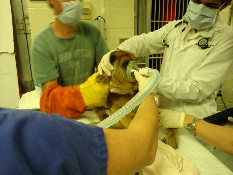 Formation CY-ATAN : Cycle d'anesthésie et analgésie au coeur de votre pratique Formation CY-ATAN : Cycle d'anesthésie et analgésie au coeur de votre pratique