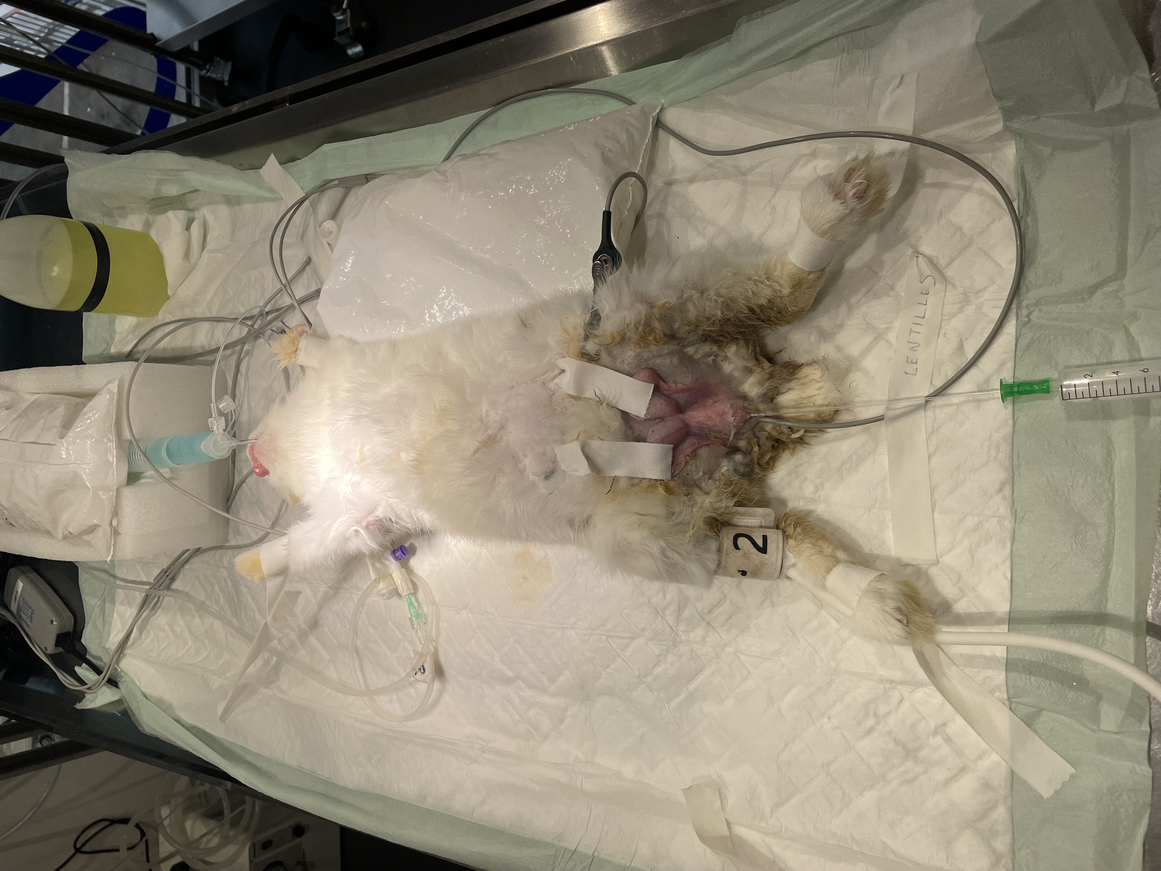 Formation NAC007B-2 : Prendre en charge efficacement le lapin de compagnie – Niveau avancé : bilan sanguin, anesthésie et chirurgie Formation NAC007B-2 : Prendre en charge efficacement le lapin de compagnie – Niveau avancé : bilan sanguin, anesthésie et chirurgie