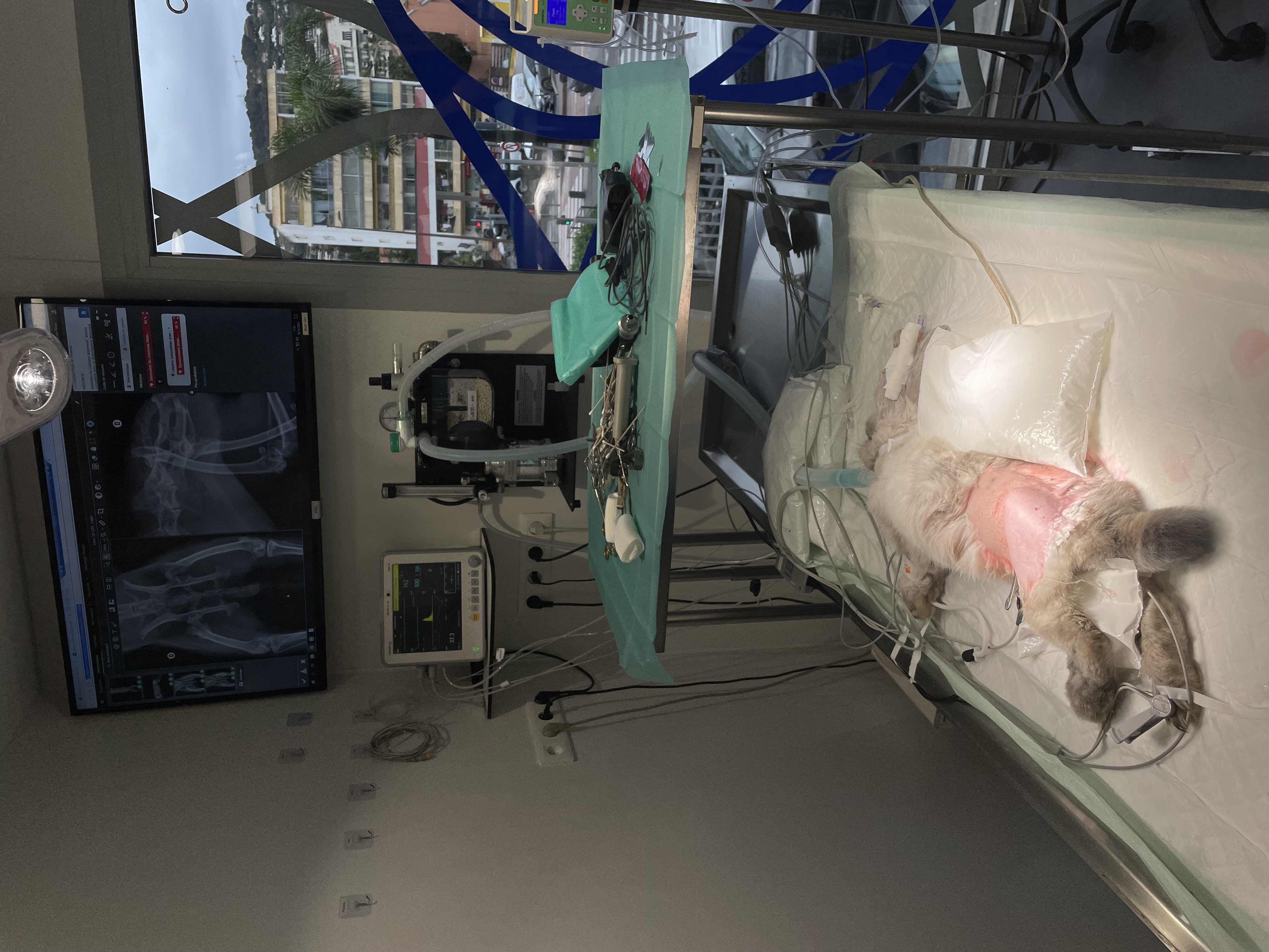 Formation NAC007B-2 : Prendre en charge efficacement le lapin de compagnie – Niveau avancé : bilan sanguin, anesthésie et chirurgie Formation NAC007B-2 : Prendre en charge efficacement le lapin de compagnie – Niveau avancé : bilan sanguin, anesthésie et chirurgie