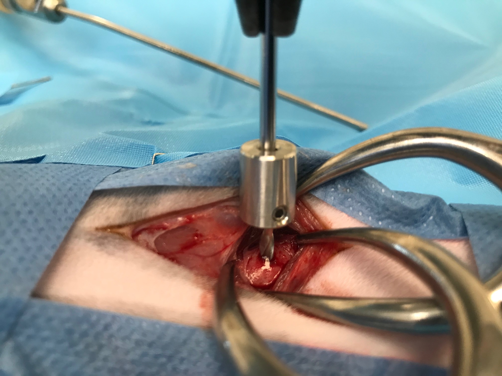 Formation CHIR17 : Chirurgies de l'oreille chez les chiens et chat Formation CHIR17 : Chirurgies de l'oreille chez les chiens et chat