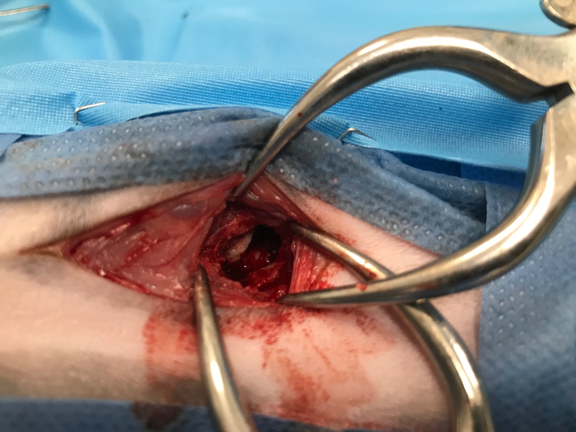 Formation CHIR17 : Chirurgies de l'oreille chez les chiens et chat Formation CHIR17 : Chirurgies de l'oreille chez les chiens et chat