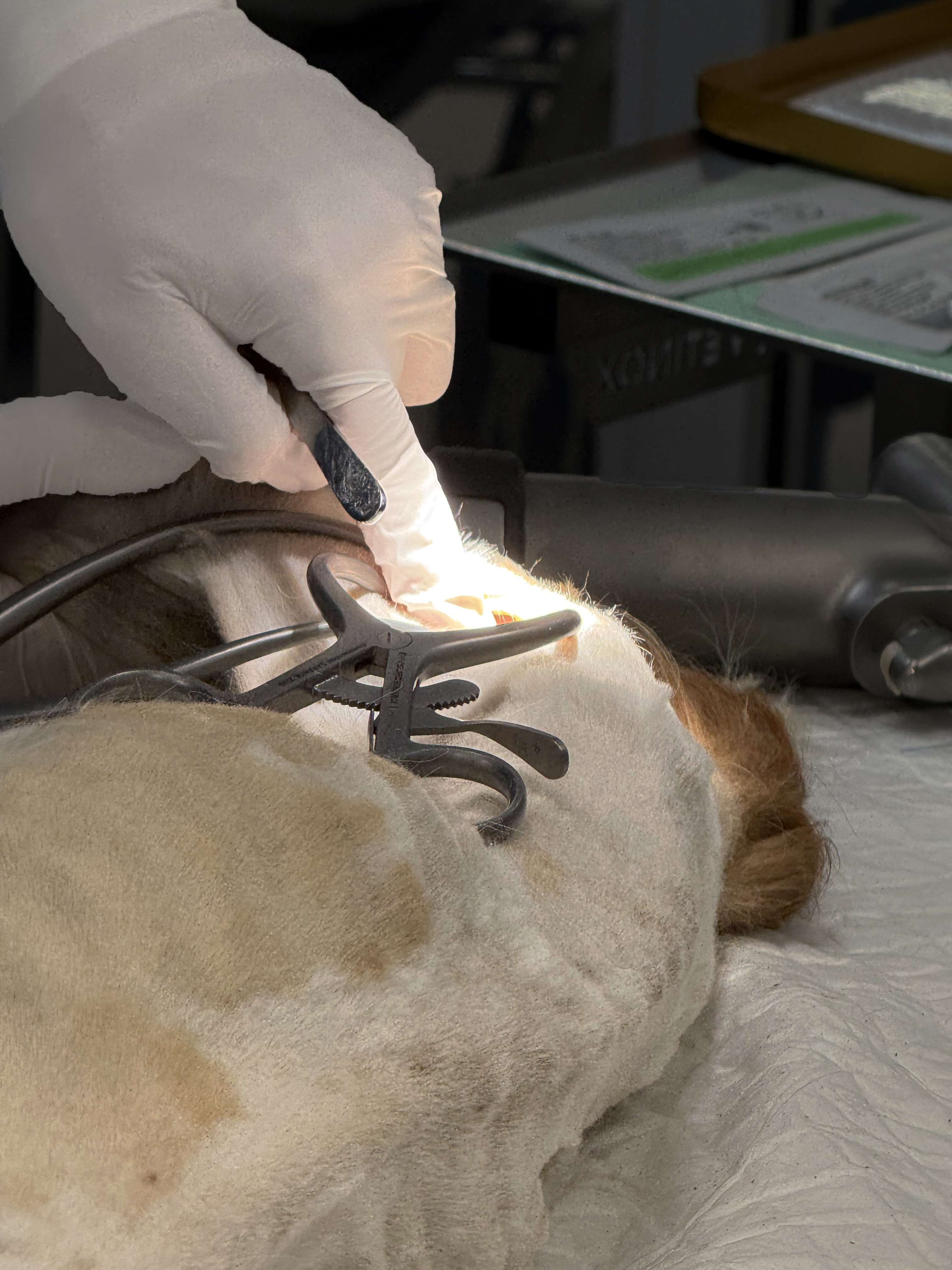 Formation CHIR2 : Chirurgie du grasset et de la hanche