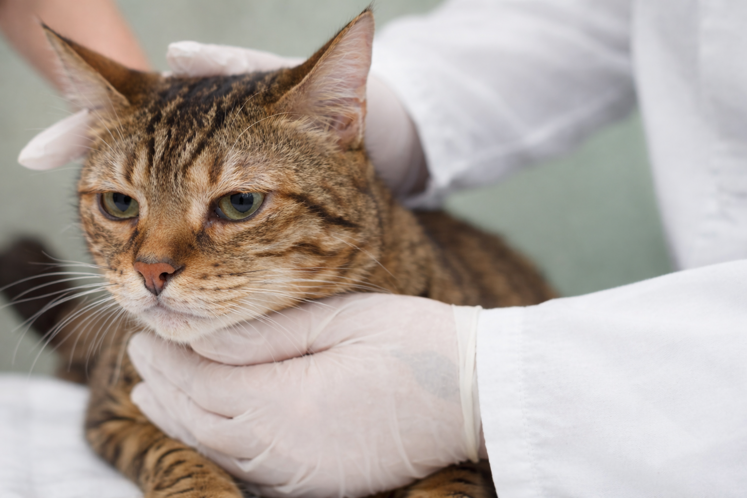 Formation MED006-L : Difficult&eacute;s en infectiologie des animaux de compagnie: abord par cas cliniques.