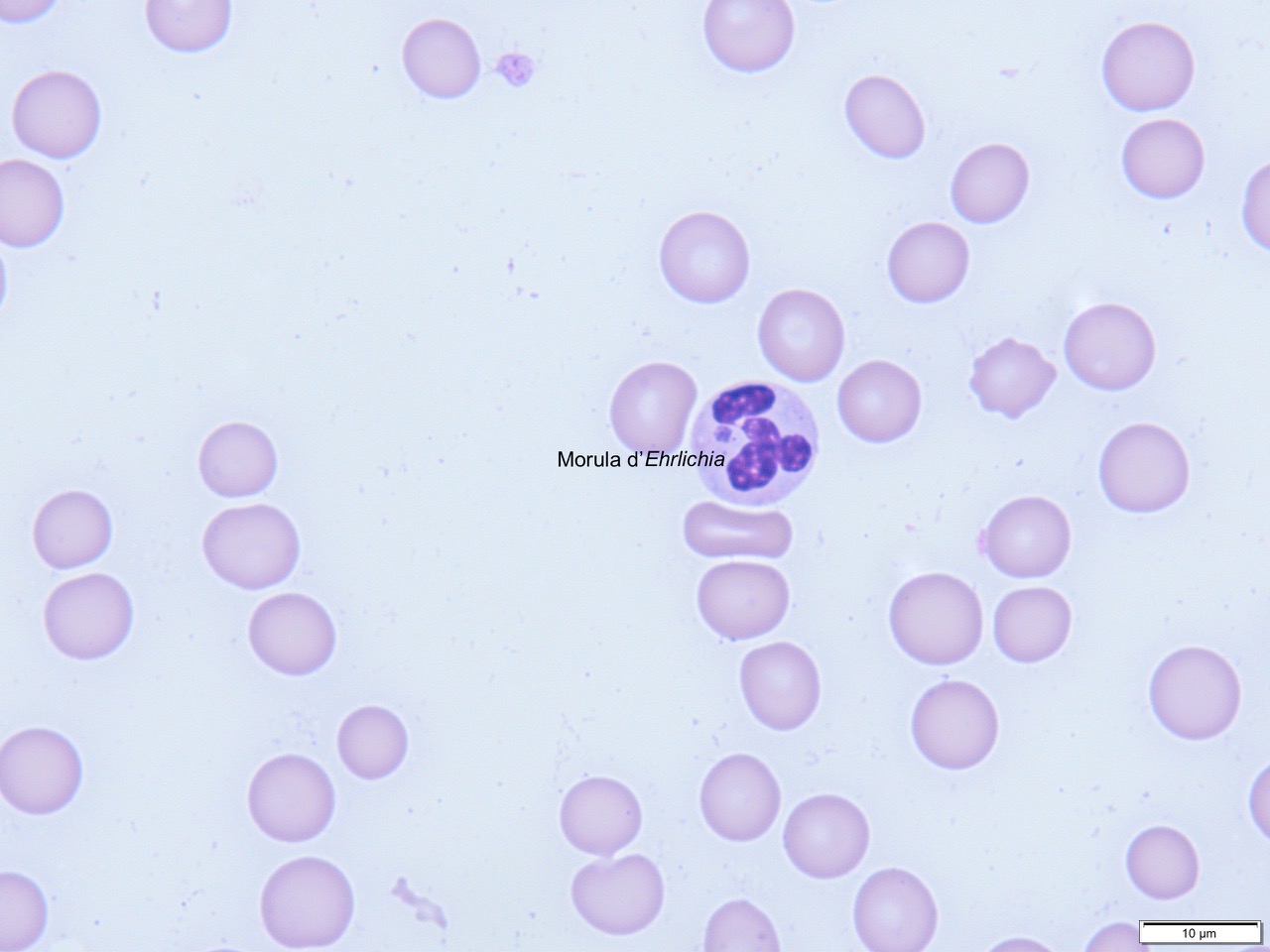 Formation MED006-L : Difficultés en infectiologie des animaux de compagnie: abord par cas cliniques. Formation MED006-L : Difficultés en infectiologie des animaux de compagnie: abord par cas cliniques.