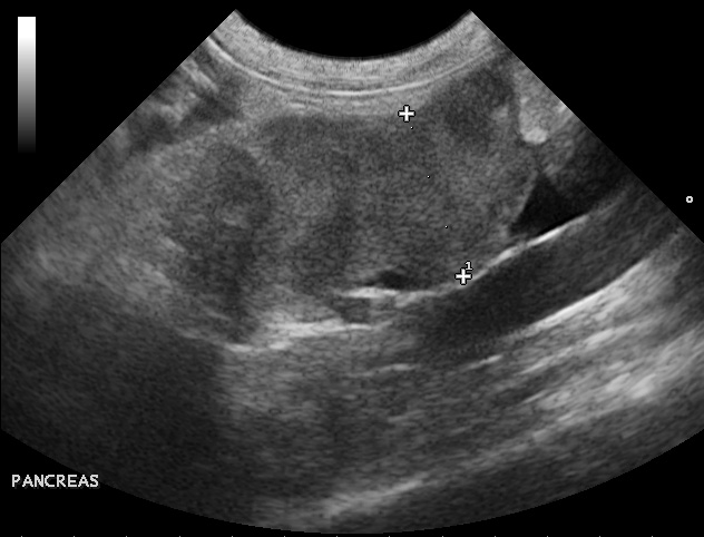 Formation CY-ABD2F : Cycle en échographie abdominale canine et féline
