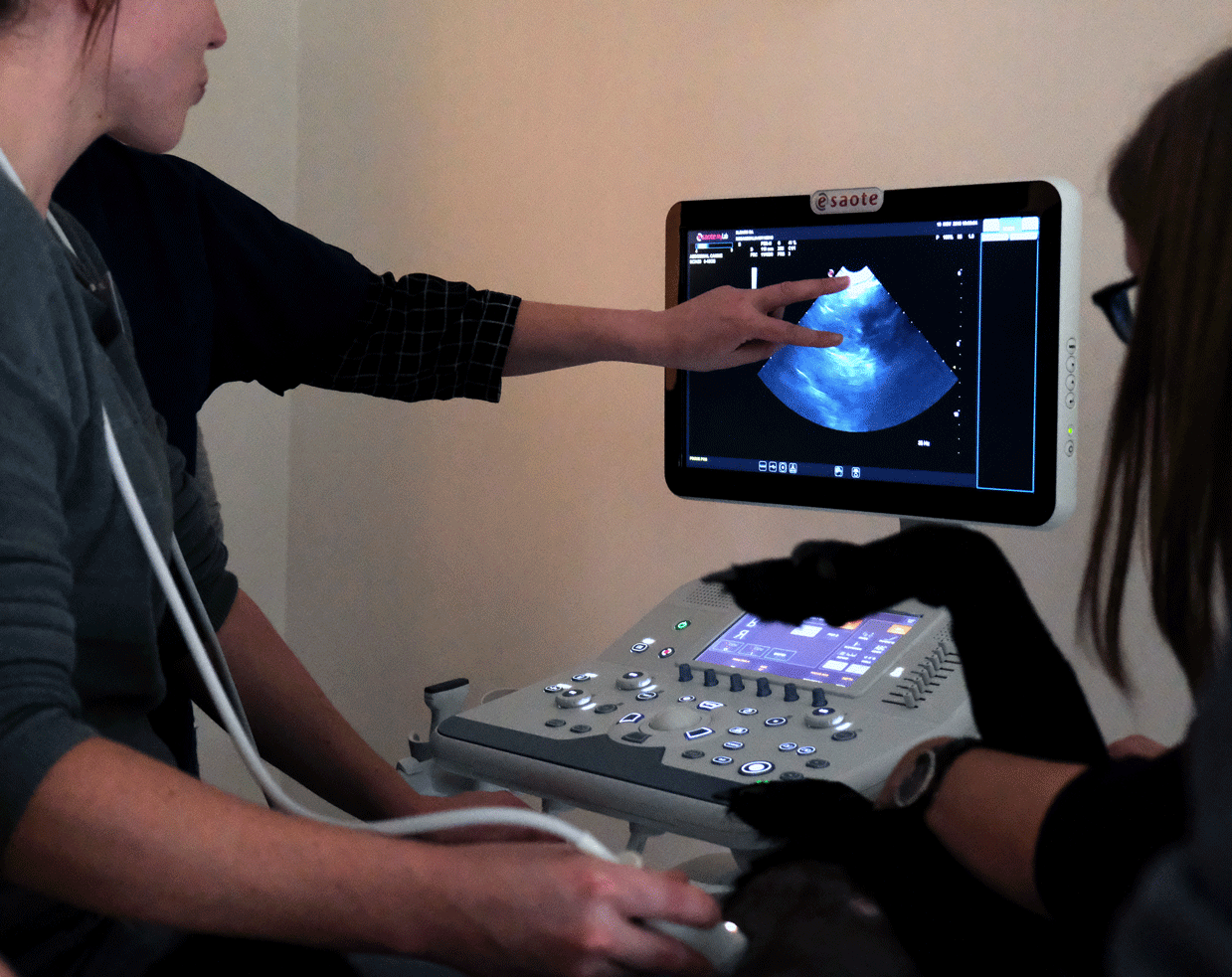 Formation CY-ABD-2 : Cycle en échographie abdominale canine et féline - Partie 2