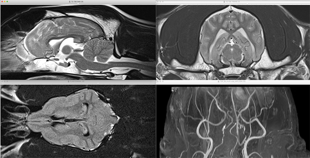 Formation NEURO-L : La neurologie en médecine canine et féline Formation NEURO-L : La neurologie en médecine canine et féline