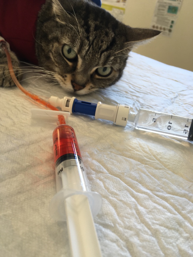 Formation ONCO1 : Oncologie pratique en m&eacute;decine g&eacute;n&eacute;rale : diagnostiquer, d&eacute;cider et accompagner en clinique canine et f&eacute;line