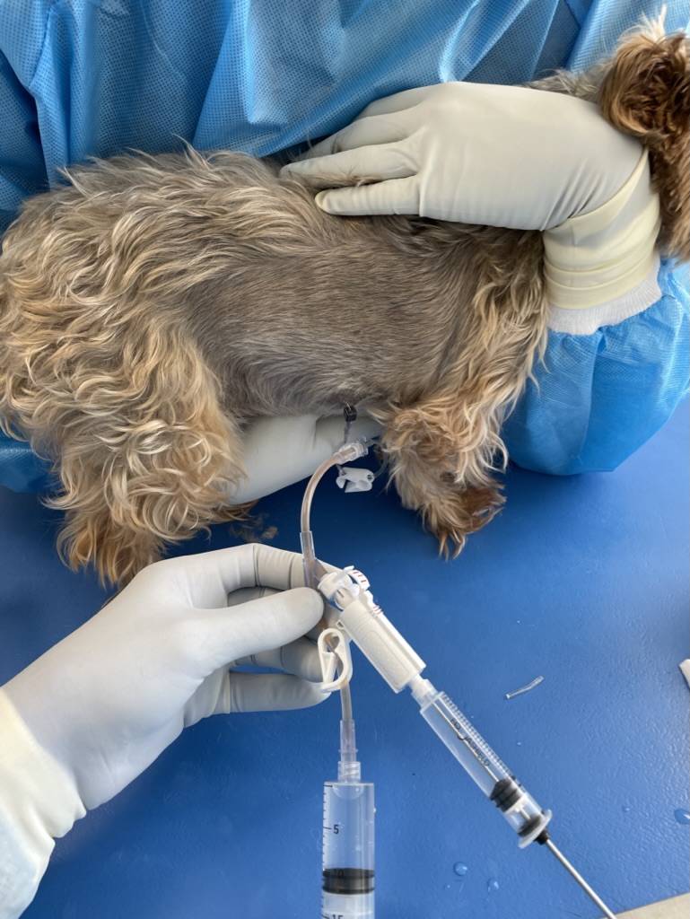 Formation ONCO1 : Oncologie pratique en m&eacute;decine g&eacute;n&eacute;rale : diagnostiquer, d&eacute;cider et accompagner en clinique canine et f&eacute;line