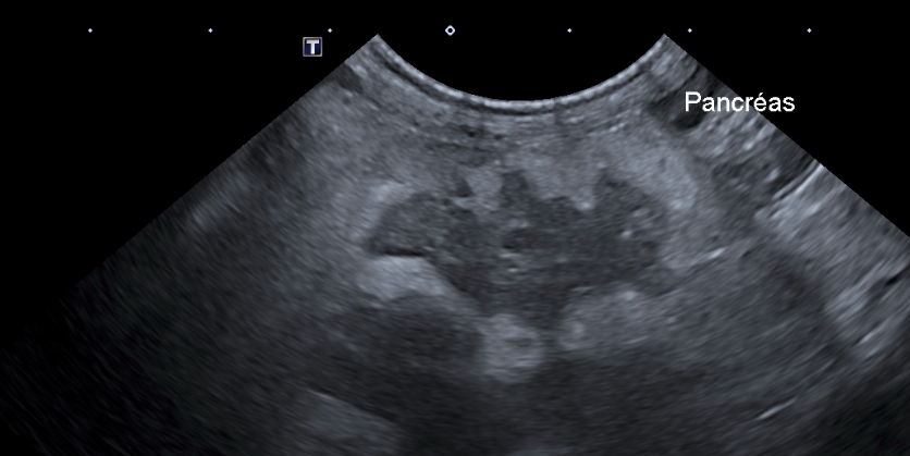 Formation CY-ABD-2 : Cycle en échographie abdominale canine et féline - Partie 2