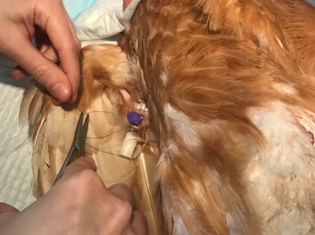 Formation NAC006B : Médecine et chirurgie de la poule domestique : zootechnie, consultation, principales pathologies et chirurgies usuelles