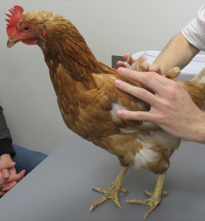 Formation NAC006B : Médecine et chirurgie de la poule domestique : zootechnie, consultation, principales pathologies et chirurgies usuelles