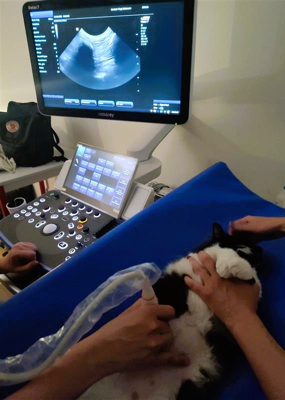 Formation CY-ABD2F : Cycle en échographie abdominale canine et féline