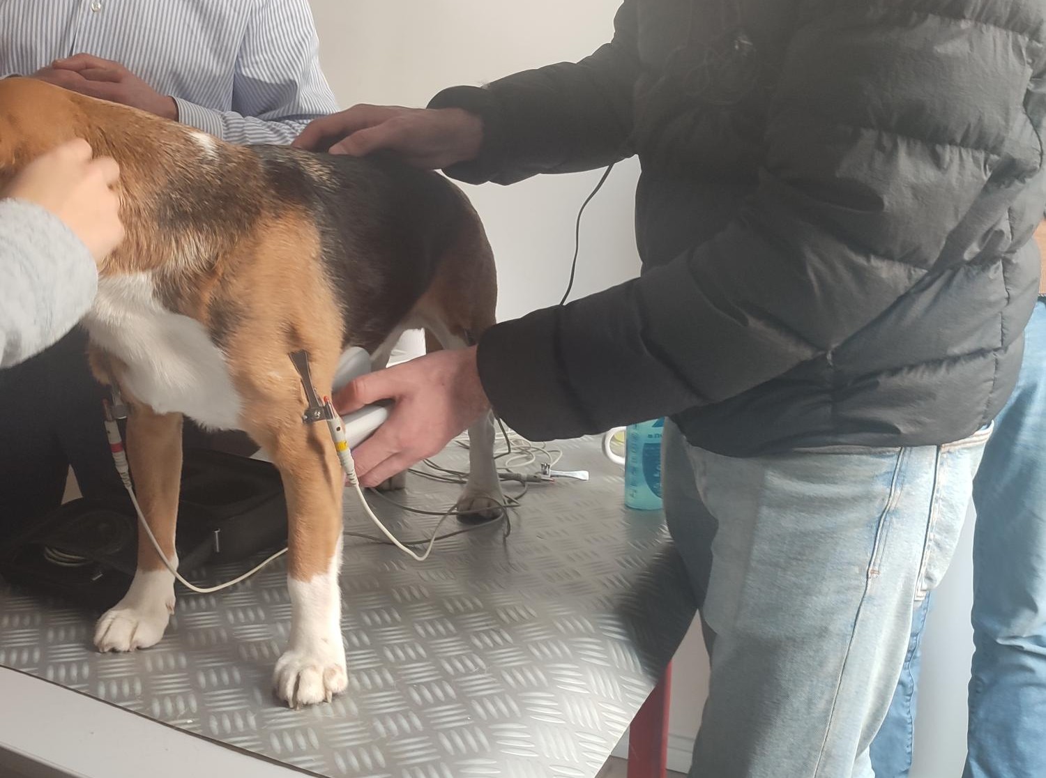 Formation CY-CAR : Cycle en cardiologie canine et féline : médecine et échocardiographie