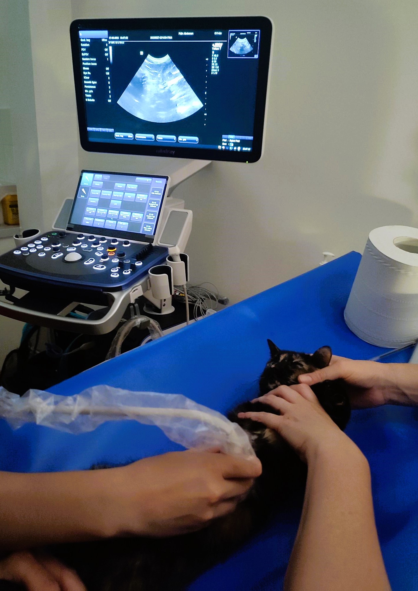 Formation CY-ABD-1 : Cycle en échographie abdominale canine et féline - Partie 1