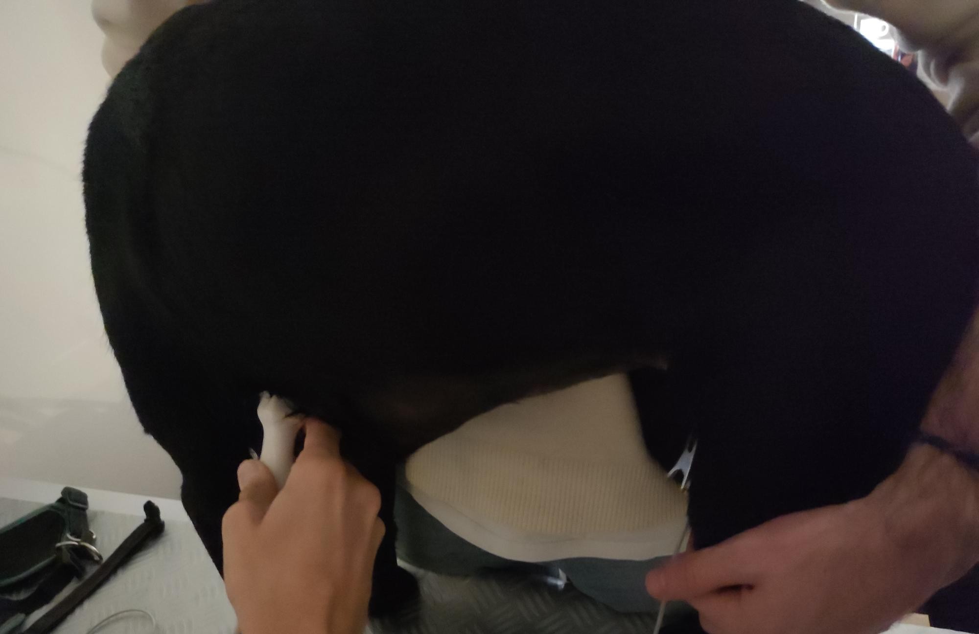 Formation CY-CAR : Cycle en cardiologie canine et féline : médecine et échocardiographie
