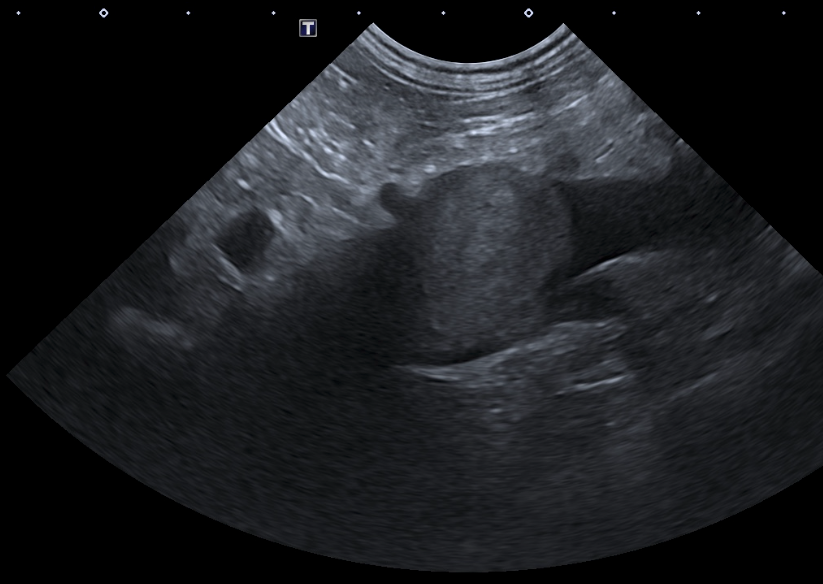 Formation CY-ABD-1 : Cycle en échographie abdominale canine et féline - Partie 1