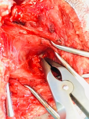 Formation CHIR17 : Chirurgies de l'oreille chez les chiens et chat Formation CHIR17 : Chirurgies de l'oreille chez les chiens et chat