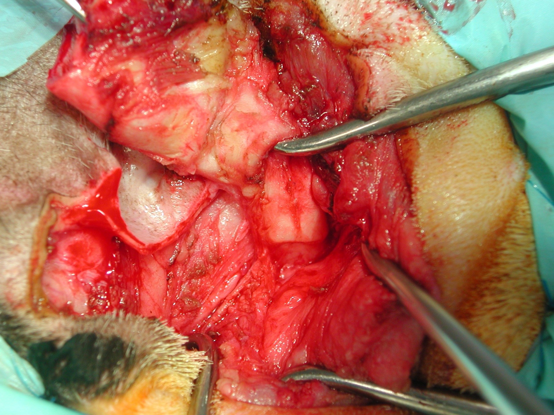 Formation CHIR17 : Chirurgies de l'oreille chez les chiens et chat Formation CHIR17 : Chirurgies de l'oreille chez les chiens et chat