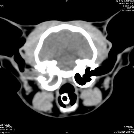 Formation CHIR17 : Chirurgies de l'oreille chez les chiens et chat Formation CHIR17 : Chirurgies de l'oreille chez les chiens et chat