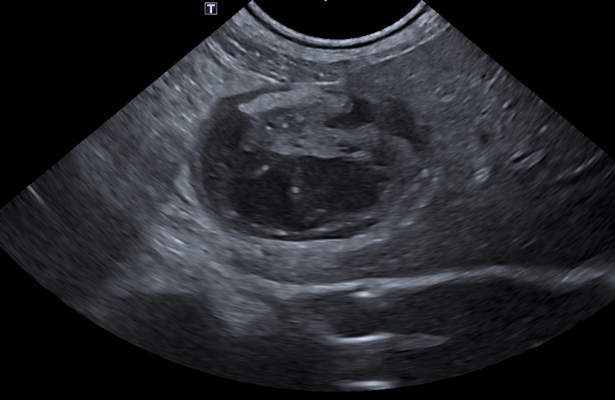 Formation CY-ABD-2 : Cycle en échographie abdominale canine et féline - Partie 2
