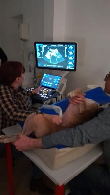 Formation EAN3 : Echographie abdominale normale : Partie 3 - Un pas de plus en pratique de l'échographie abdominale normale - chat et chien