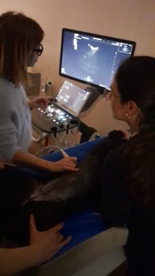 Formation EAN3 : Echographie abdominale normale : Partie 3 - Un pas de plus en pratique de l'échographie abdominale normale - chat et chien