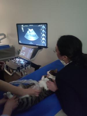 Formation EAN3 : Echographie abdominale normale : Partie 3 - Un pas de plus en pratique de l'échographie abdominale normale - chat et chien